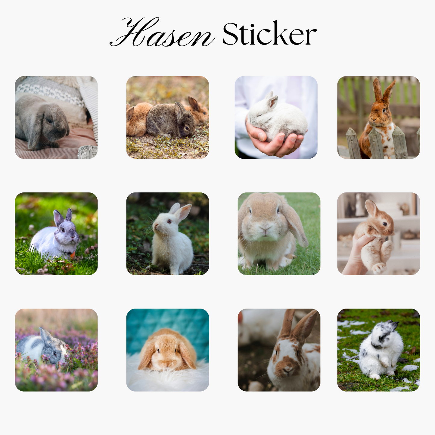 12 Hasen Sticker