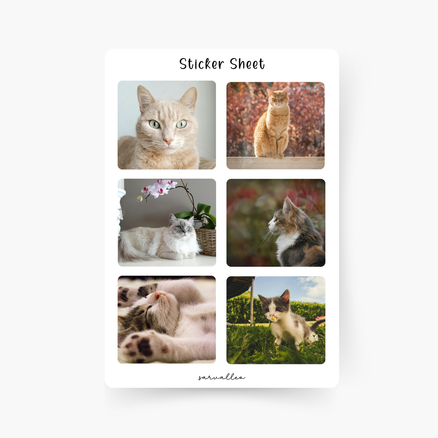 Katzen Bilder Sticker Sheet